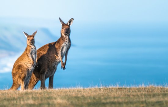 Australia