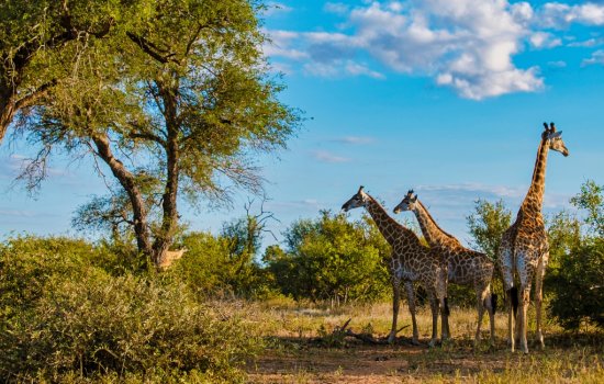 South Africa